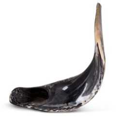 Kosher 24'-26' Classical Ram's Horn Shofar - Polished