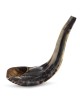 Kosher 16'-18' Classical Ram's Horn Shofar - Polished