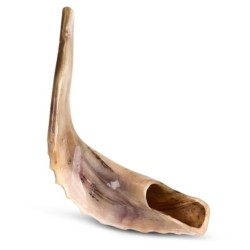 Kosher 18'-20' Classical Ram's Horn Shofar - Polished
