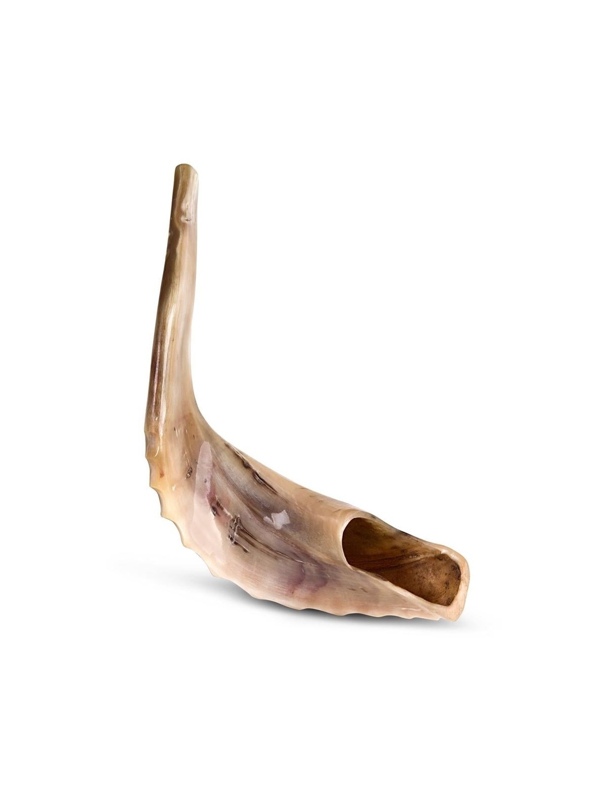 Kosher 18'-20' Classical Ram's Horn Shofar - Polished