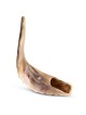 Kosher 18'-20' Classical Ram's Horn Shofar - Polished