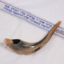Kosher 18'-20' Classical Ram's Horn Shofar - Polished