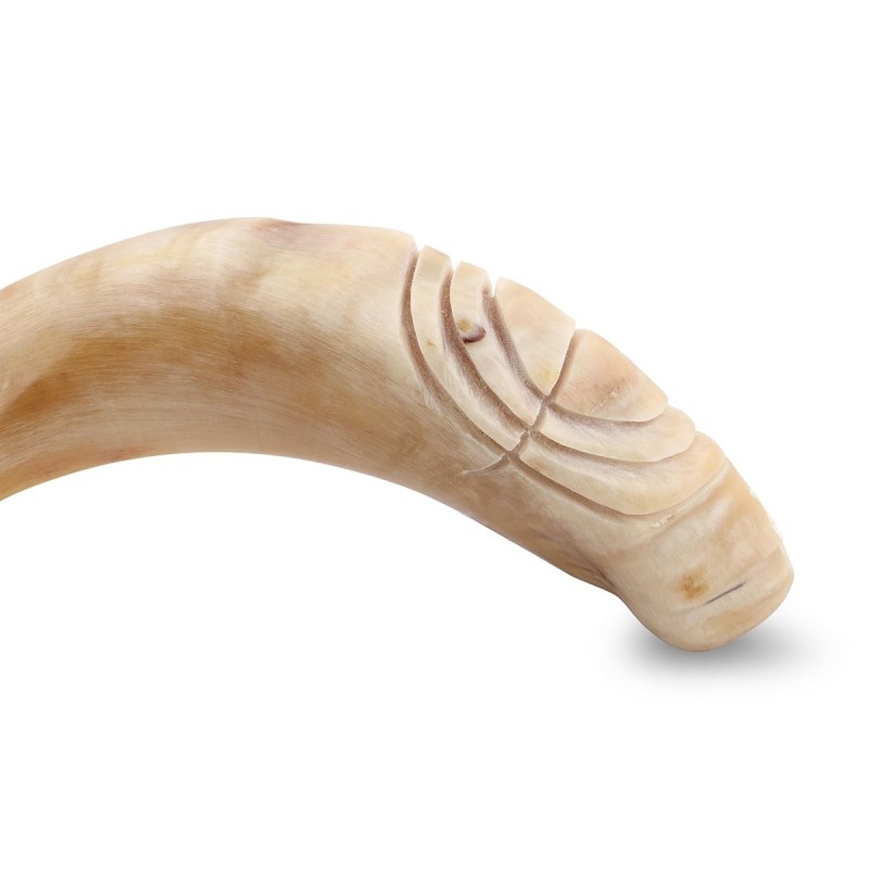Kosher 16'-18' Ram's Horn Shofar With Menorah Engraving - Polished