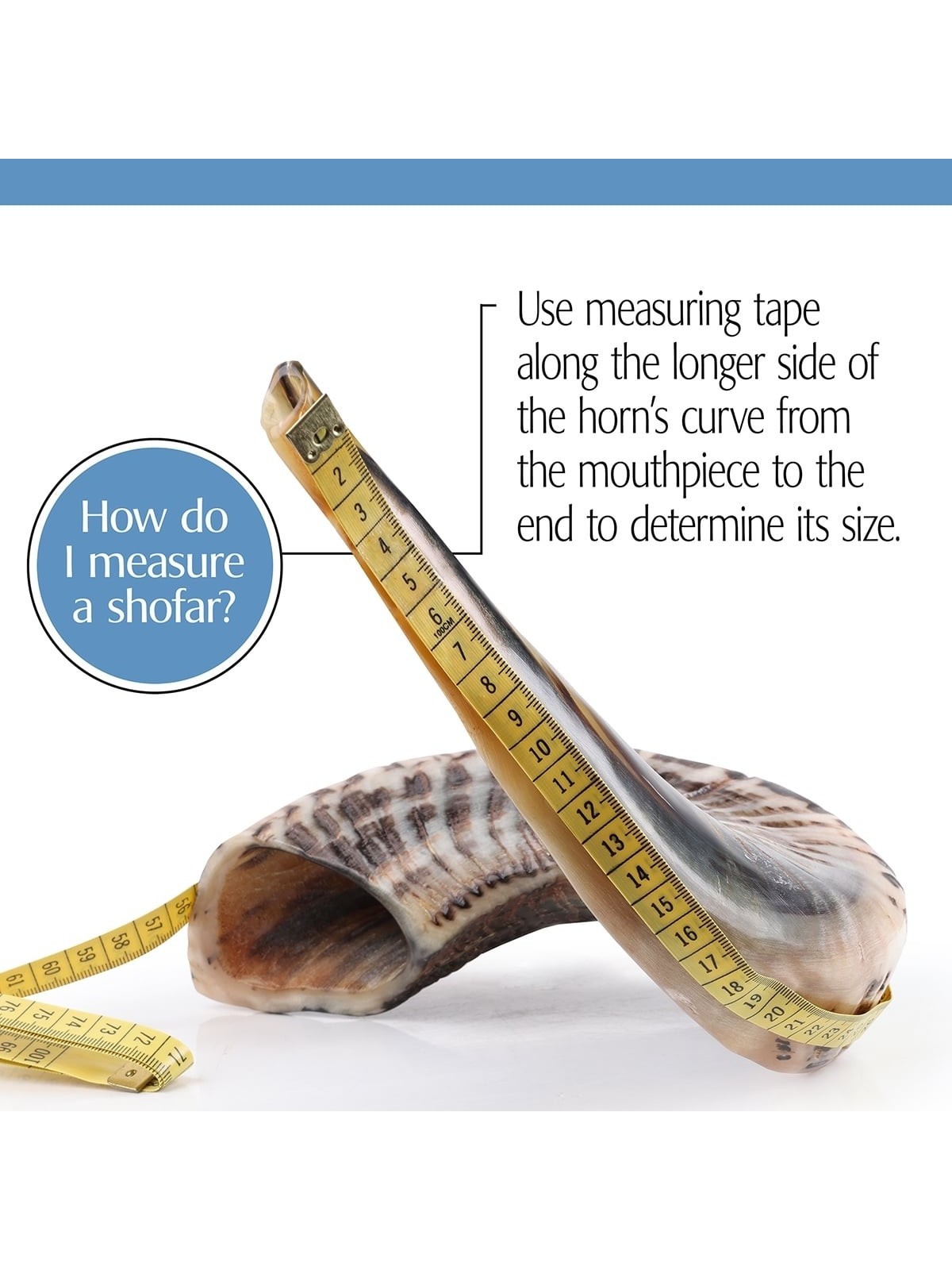 Kosher 16'-18' Ram's Horn Shofar With Menorah Engraving - Polished