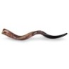 26'-28' Yemenite Kudu Shofar - Polished