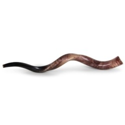 26'-28' Yemenite Kudu Shofar - Polished