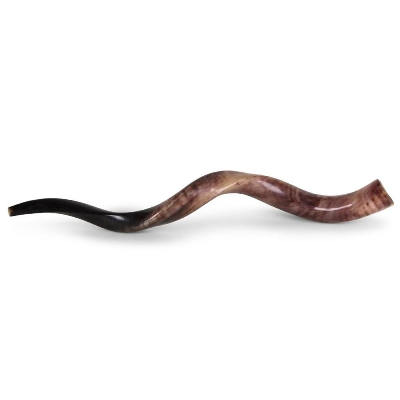 26'-28' Yemenite Kudu Shofar - Polished