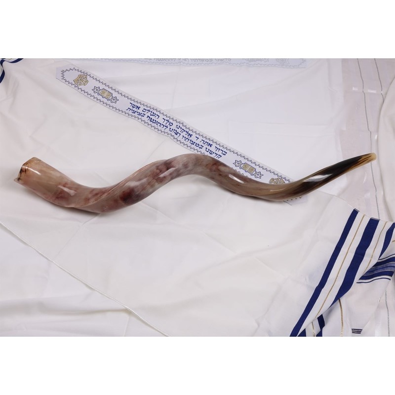 26'-28' Yemenite Kudu Shofar - Polished