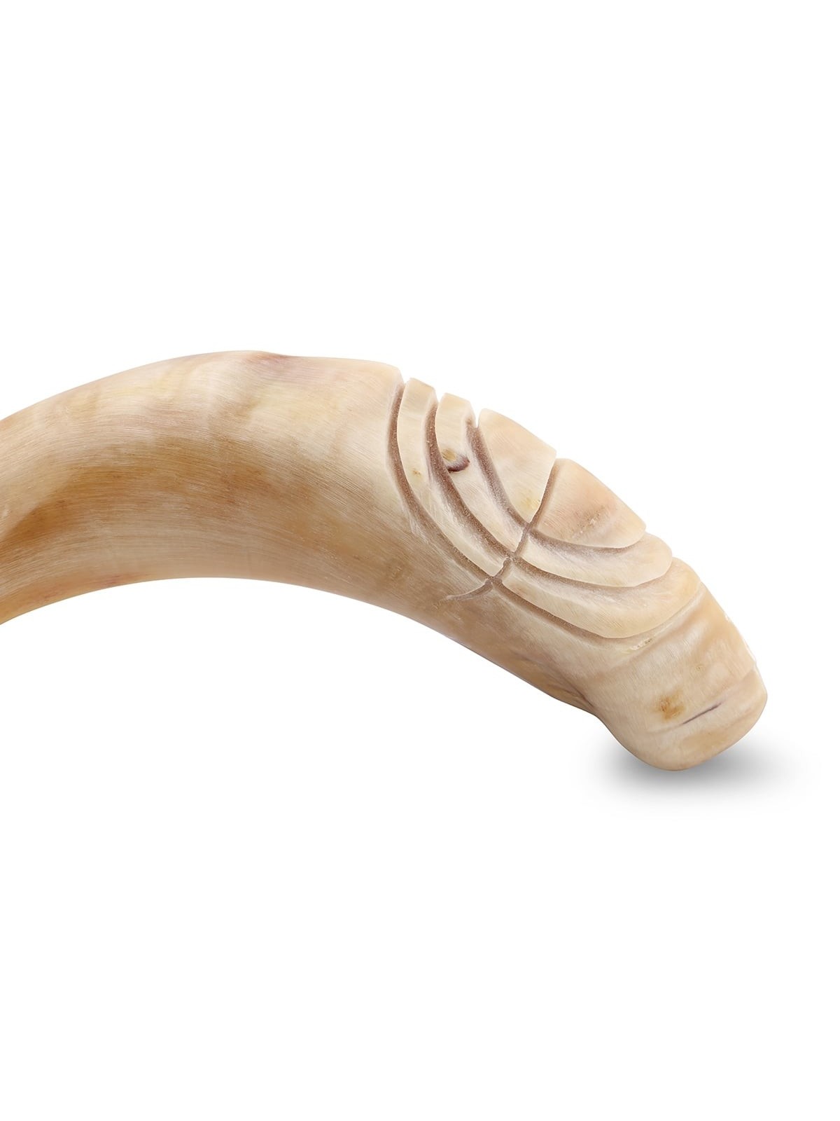 Kosher 14'-16' Polished Ram's Horn Shofar With Menorah Engraving
