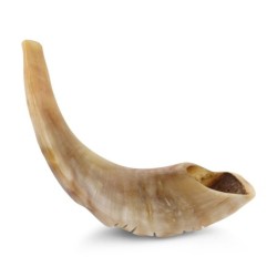 Kosher 14'-16' Polished Ram's Horn Shofar With Menorah Engraving