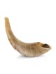 Kosher 14'-16' Polished Ram's Horn Shofar With Menorah Engraving