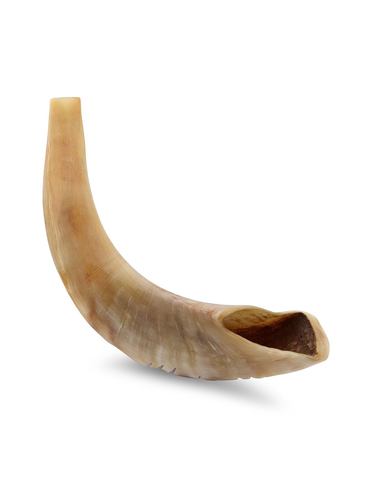 Kosher 14'-16' Polished Ram's Horn Shofar With Menorah Engraving