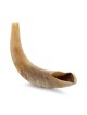 Kosher 14'-16' Polished Ram's Horn Shofar With Menorah Engraving