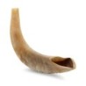 Kosher 14'-16' Polished Ram's Horn Shofar With Menorah Engraving