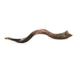 24'-26' Yemenite Kudu Shofar - Semi-Polished