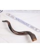 24'-26' Yemenite Kudu Shofar - Semi-Polished