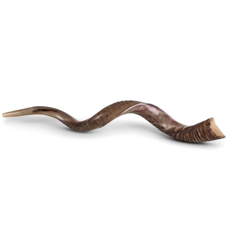 50'-53' Jumbo Yemenite Kudu Shofar - Half Polished