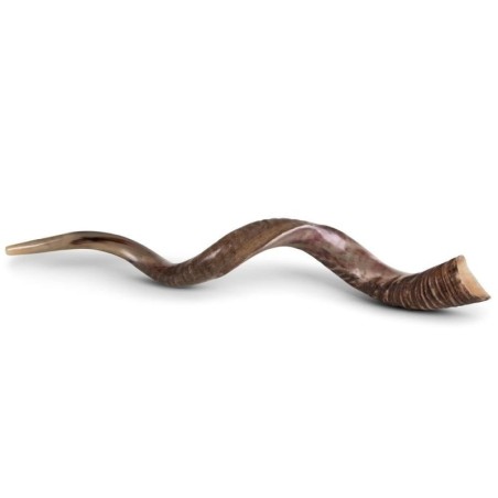 50'-53' Jumbo Yemenite Kudu Shofar - Half Polished