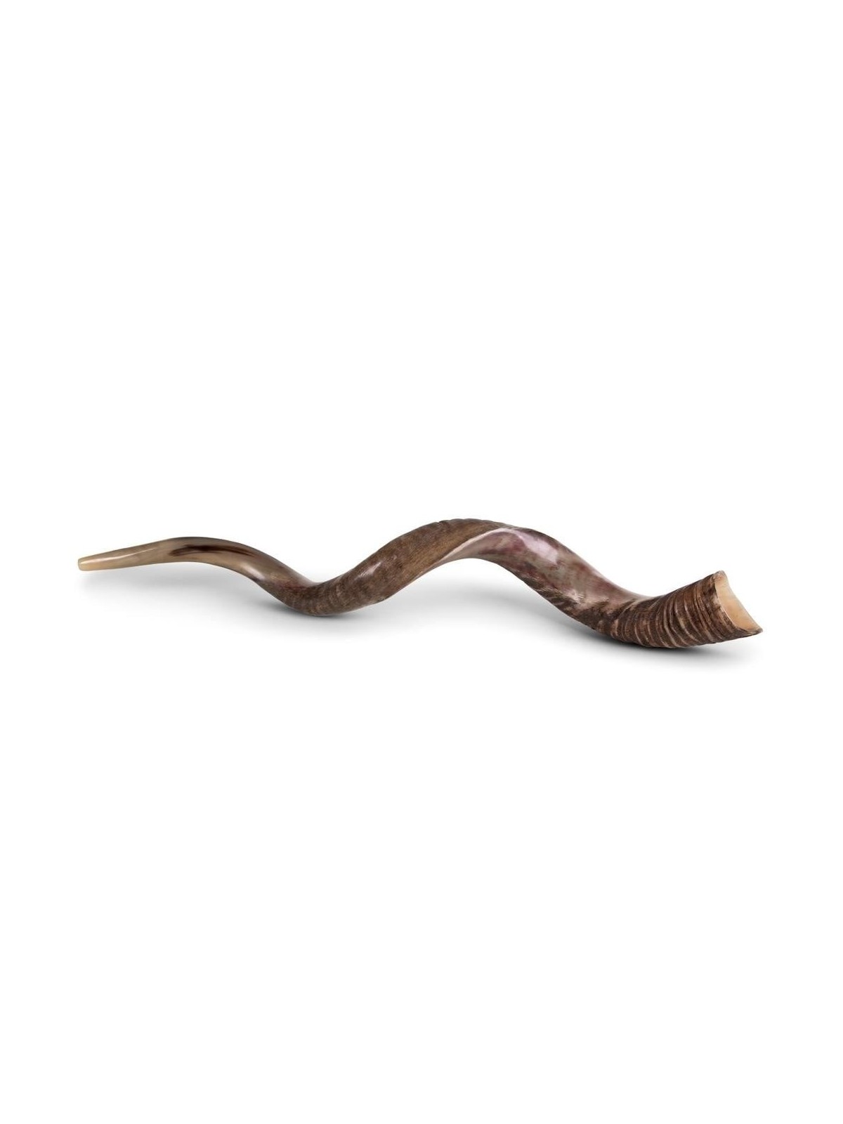 50'-53' Jumbo Yemenite Kudu Shofar - Half Polished