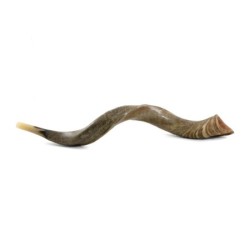 34'-36' Yemenite Kudu Shofar - Natural