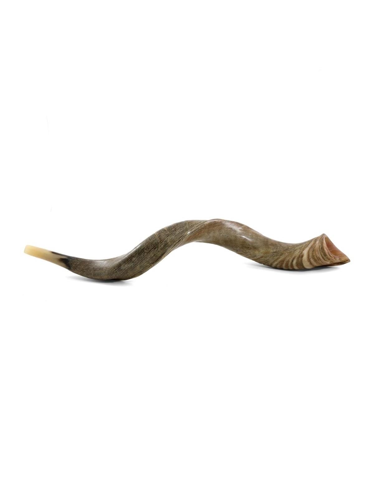 34'-36' Yemenite Kudu Shofar - Natural