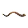 30'-32' Yemenite Kudu Shofar - Polished