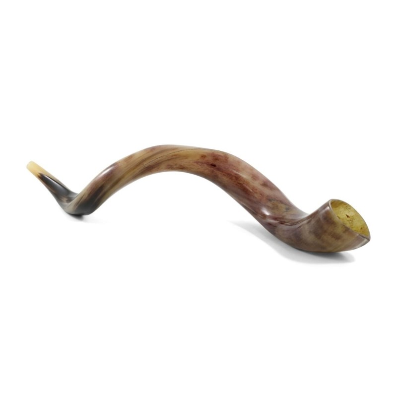 30'-32' Yemenite Kudu Shofar - Polished