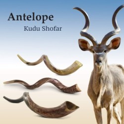 30'-32' Yemenite Kudu Shofar - Polished