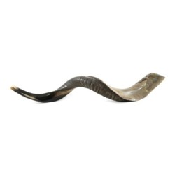 36'-38' Yemenite Kudu Shofar - Half-Polished