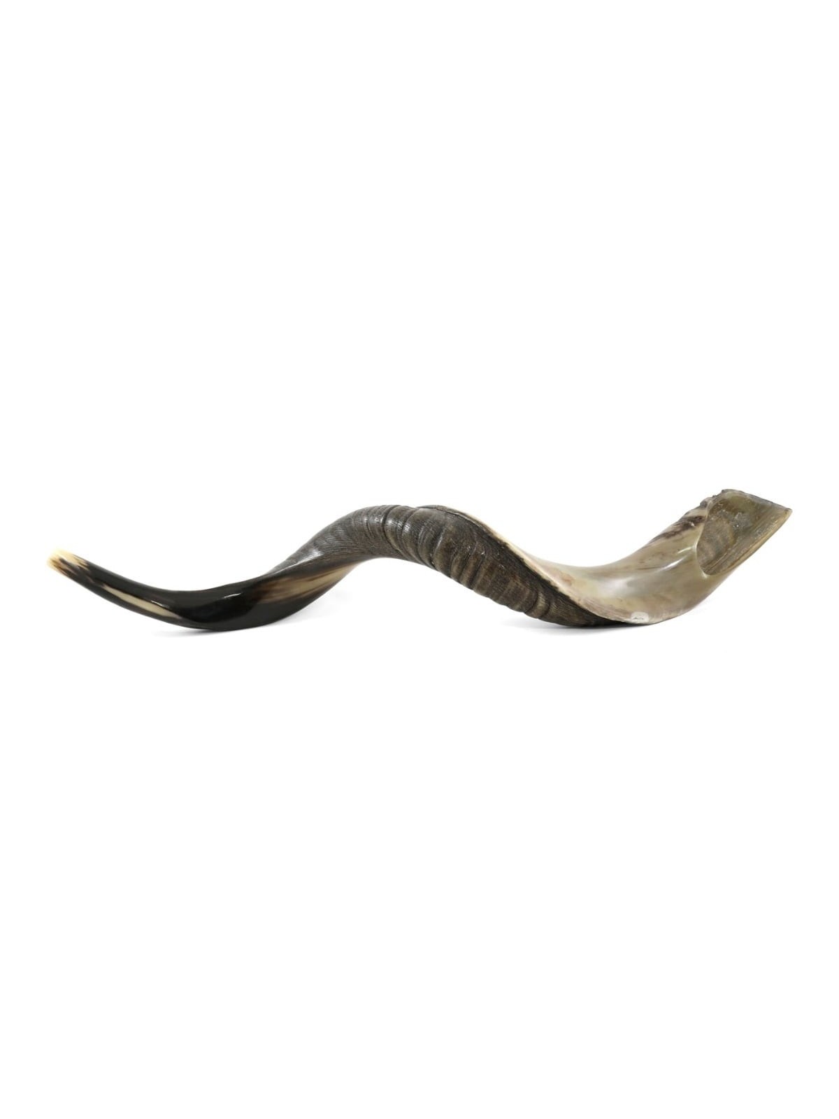 36'-38' Yemenite Kudu Shofar - Half-Polished