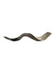36'-38' Yemenite Kudu Shofar - Half-Polished