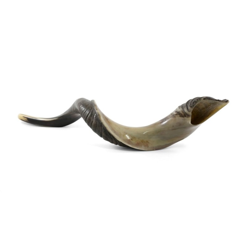 36'-38' Yemenite Kudu Shofar - Half-Polished