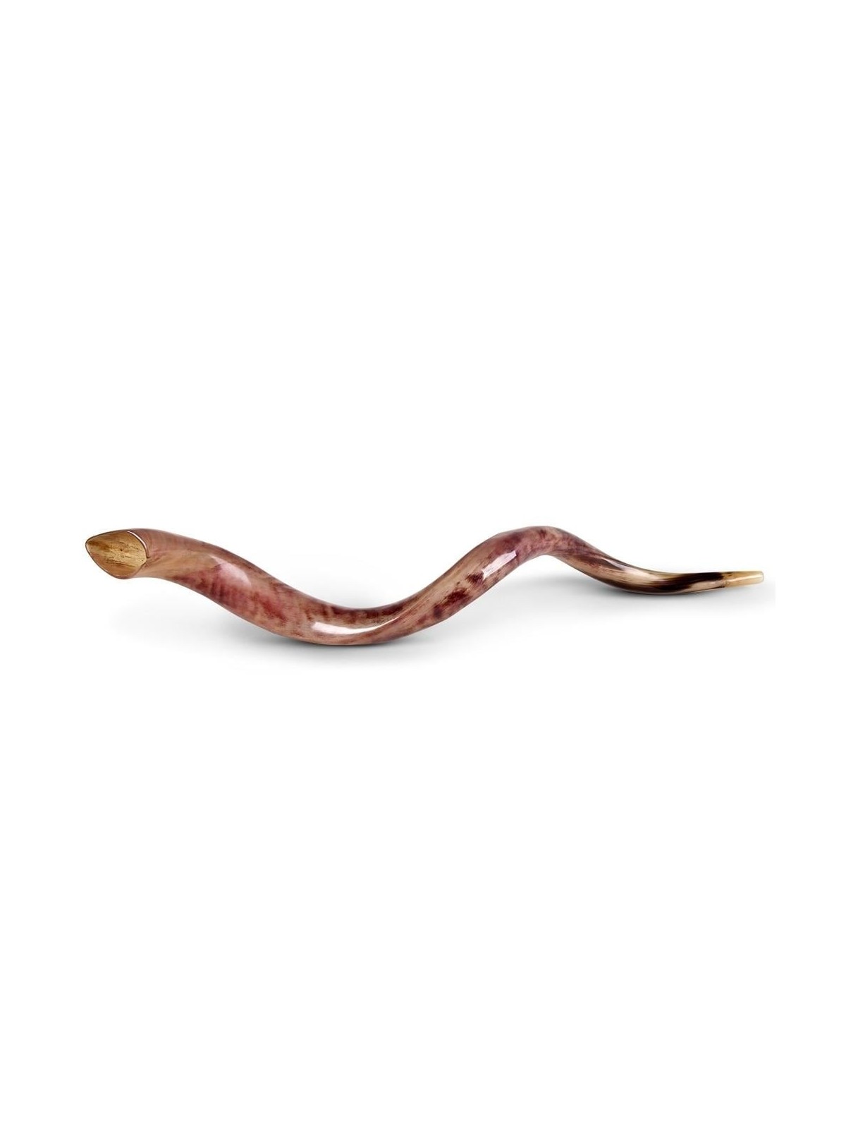Shofar Kudu yéménite 34'-36' - Poli