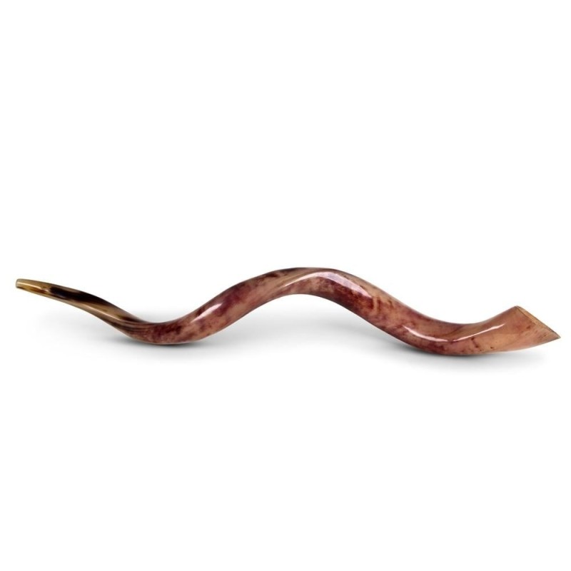 34'-36' Yemenite Kudu Shofar - Polished