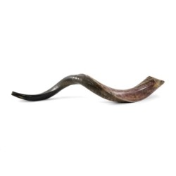 32'-34' Yemenite Kudu Shofar - Half-Polished