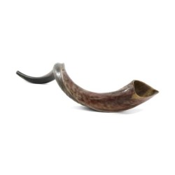 32'-34' Yemenite Kudu Shofar - Half-Polished
