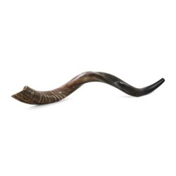 32'-34' Yemenite Kudu Shofar - Half-Polished
