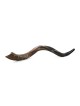 32'-34' Yemenite Kudu Shofar - Half-Polished