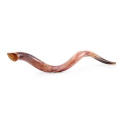 32'-34' Yemenite Kudu Shofar - Polished