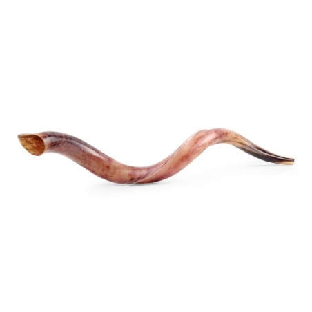 32'-34' Yemenite Kudu Shofar - Polished