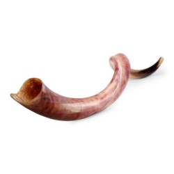 32'-34' Yemenite Kudu Shofar - Polished