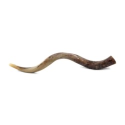 32'-34' Yemenite Kudu Shofar - Polished