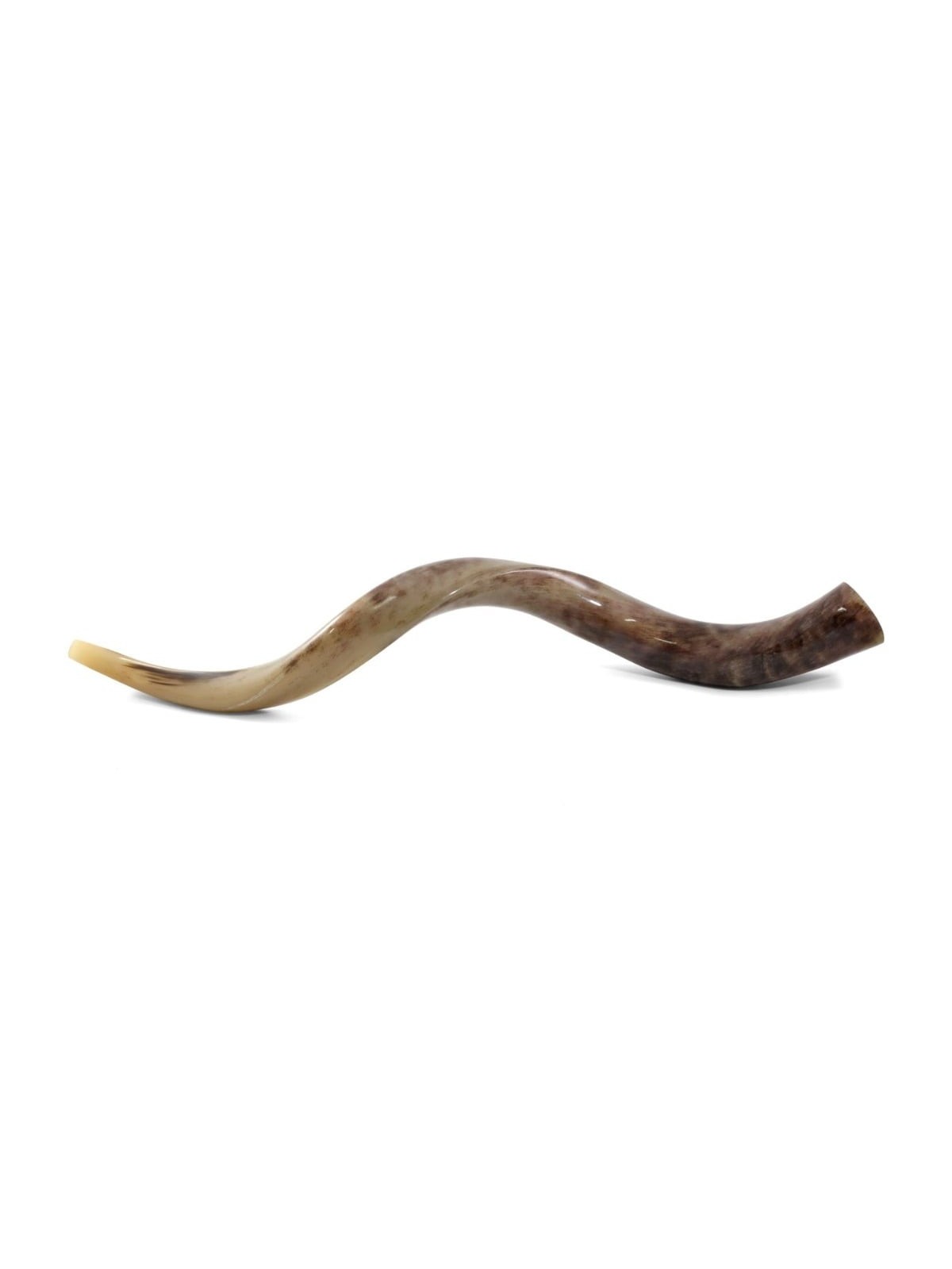 32'-34' Yemenite Kudu Shofar - Polished