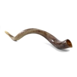 32'-34' Yemenite Kudu Shofar - Polished