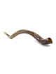 32'-34' Yemenite Kudu Shofar - Polished