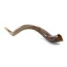 32'-34' Yemenite Kudu Shofar - Polished