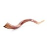 38'-40' Yemenite Kudu Shofar - Polished