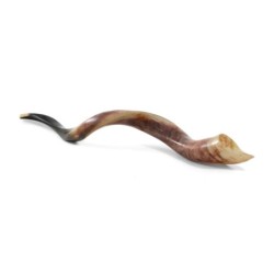 38'-40' Yemenite Kudu Shofar - Polished