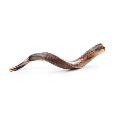 30'-32' Yemenite Kudu Shofar - Half-Polished