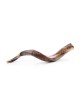 30'-32' Yemenite Kudu Shofar - Half-Polished